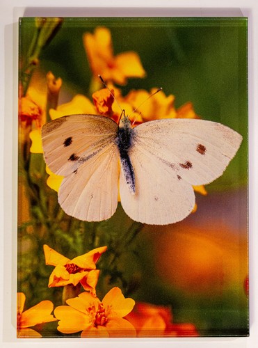 Fensterbild wandbild - fensterbild,