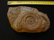 Sinemurischer Ammonit