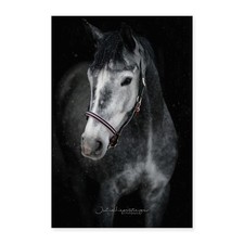 Anita Girlietainment Pferd