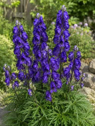 Aconitum napellus 100 - napellus,,
