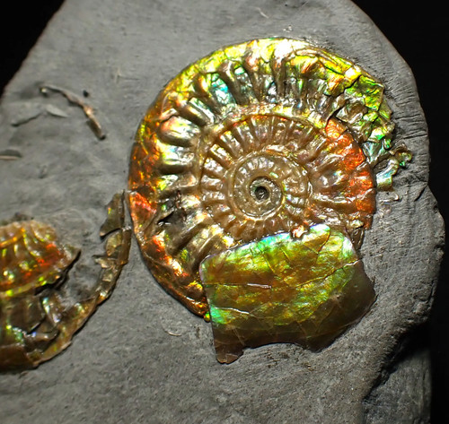 Juveniler irisierender
