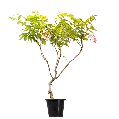 Glyzinien bonsai baum - glyzinien-bonsai-baum, –
