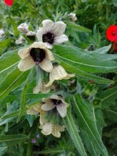 80001988 schwarzes Bilsenkraut