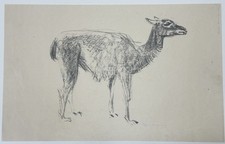 Bernd Hering, Antilope, Lithographie, 1948, handsigniert