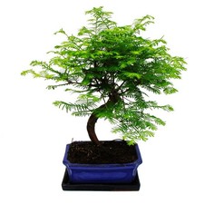 Outdoor-Bonsai Metasequoia