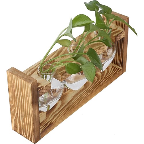Pflanzen terrarium glasvase - pflanzen,