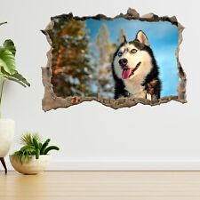 Schnauze Siberian Husky Hund