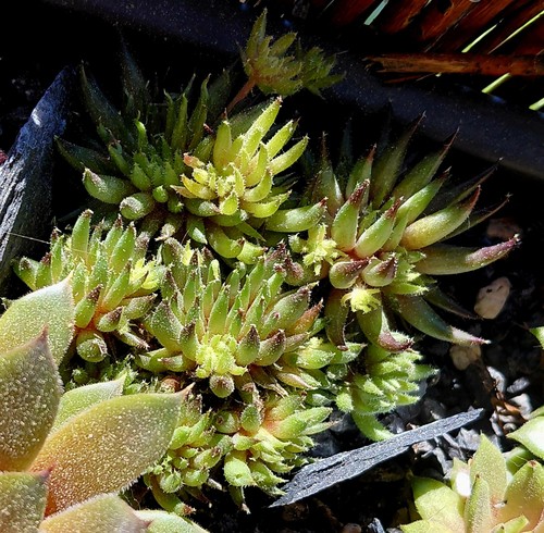 Sempervivum nasenbär - sempervivum, "nasenbär"