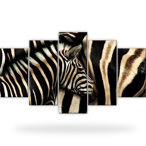 Zebra afrika tiere - afrika, bilder