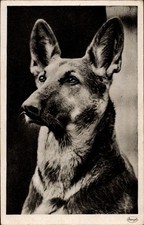 Ak Deutscher Schäferhund, Hundeportrait - 11222982