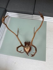 Rotwild Hirschgeweih zu