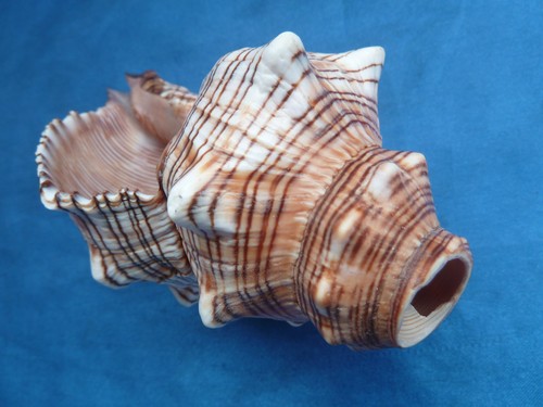 Muschelhorn trapezschnecke - muschelhorn,