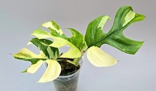 Sehr Schöne Rhaphidophora Tetrasperma Monstera Minima Variegata M777