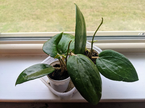 Hoya arnottiana - hoya,