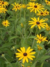 10 Sonnenhut / Rudbeckia Goldsturm Jungpflanzen winterharte Dauerstaude