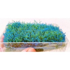 Grasbüschel grüne Mini Matte