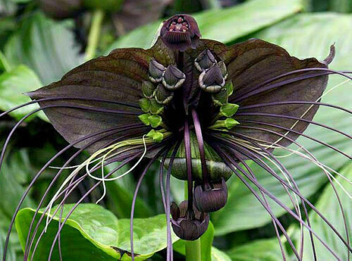 Tacca chantrieri samen - chantrieri,, 10