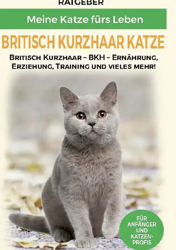Britisch kurzhaar katze - britisch,
