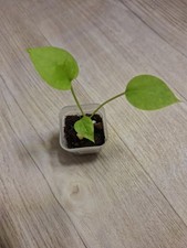 Anthurium Gracile. Babypflanze