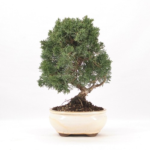 Bonsai chinesischer wacholder - bonsai,