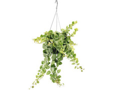 Schamblumen-Ampel FloraSelf