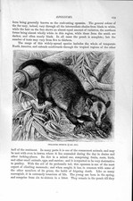 Original alter antiker Druck Naturkunde 1894-95 Philander Opossum Tier