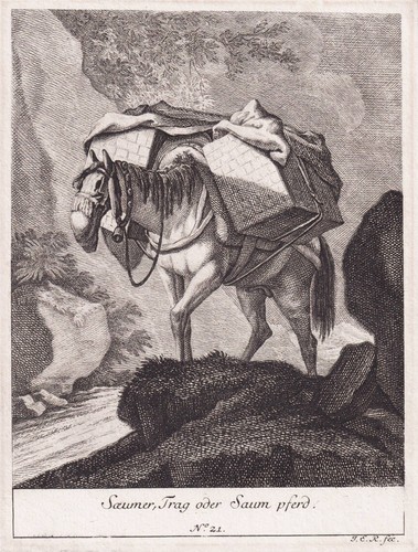 Pferd horse engraving