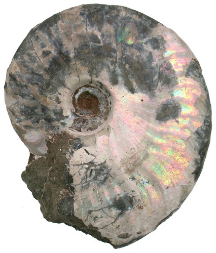 Kreide aioloceras besairiei - ,