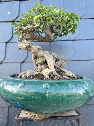 Bonsai ficus benjamin - bonsai,
