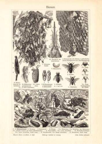 Bienen bienenzucht - bienen,