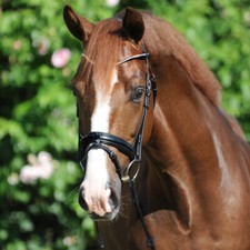 Kavalkade trense clinchesse - %,