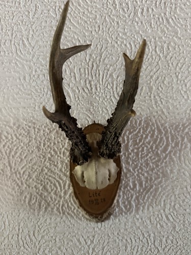 Rehbock geweih trophäe antik - trophäe,