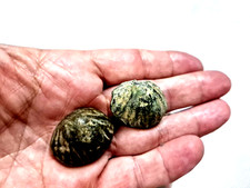 Römische Republik-Precoin in