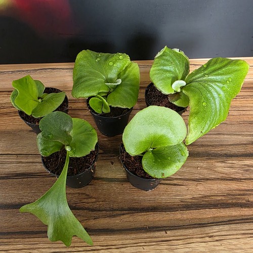 Platycerium ridleyi