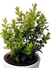 Buchsbaum - Immergrüner, winterharter Strauch
