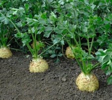 ca. 100 Samen Knollensellerie