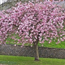 Japanische Nelkenkirsche / Blütenkirsche KANZAN 150-160 cm im Container