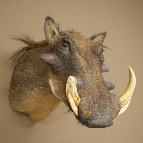 Warzenschwein keiler kopf - keiler,