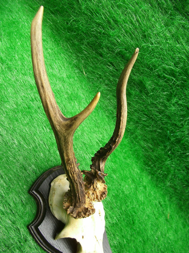 Abnormer gabler rehbock - abnormer,