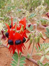 SAMEN eine seltene Pflanze mit