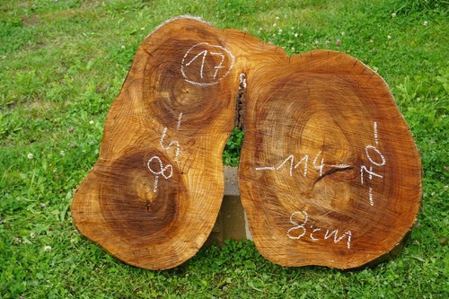 Baumscheibe xxl holzscheibe - xxl,