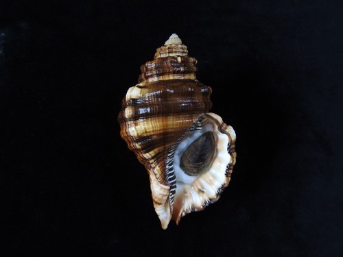 Muschel cymatium parthenopeus - muschel,