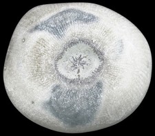 Silur  Schlotheimophyllum