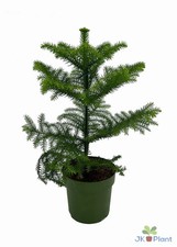 Araucaria – Zimmerkiefer –