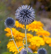 Kugeldistel Taplow Blue -