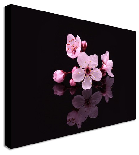 Rosa orchidee blumen - rosa, blume