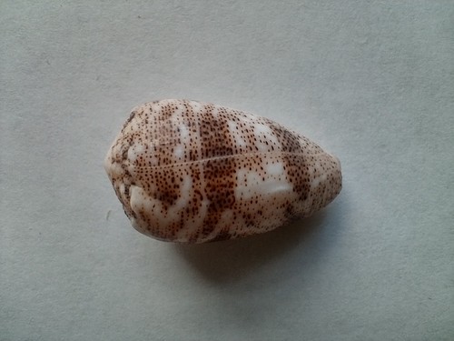 Sand kegelschnecke conus - sand-kegelschnecke,