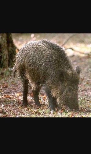 Wildschwein,Überläufer,Frisc