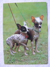 Postkarte Ansichtskarte alt Tiere Hund Planet Berlin DDR Chinesische Schopfhunde