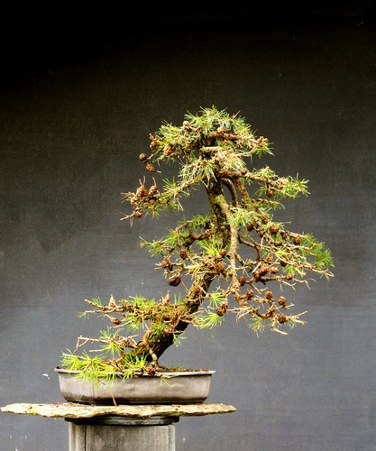 Bonsai outdoor winterhart